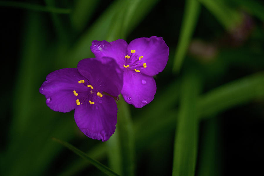 Spiderwort Photograph - Spiderwort Couple by Douglas Barnett Spiderwort Photograph - Spiderwort Couple by Douglas Barnett