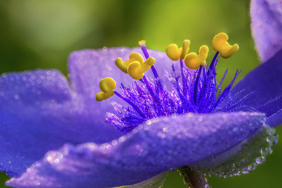 Spiderwort Filament Macro Photograph by Ron Pate