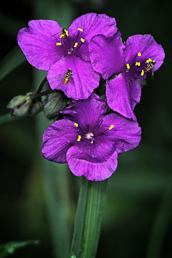 Flower Photograph - Spiderwort Flower by Marcia Colelli