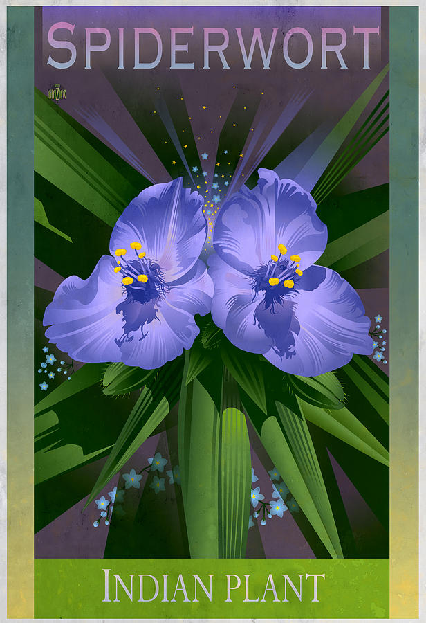 Spiderwort Indian Plant Floral Poster Painting by Garth Glazier