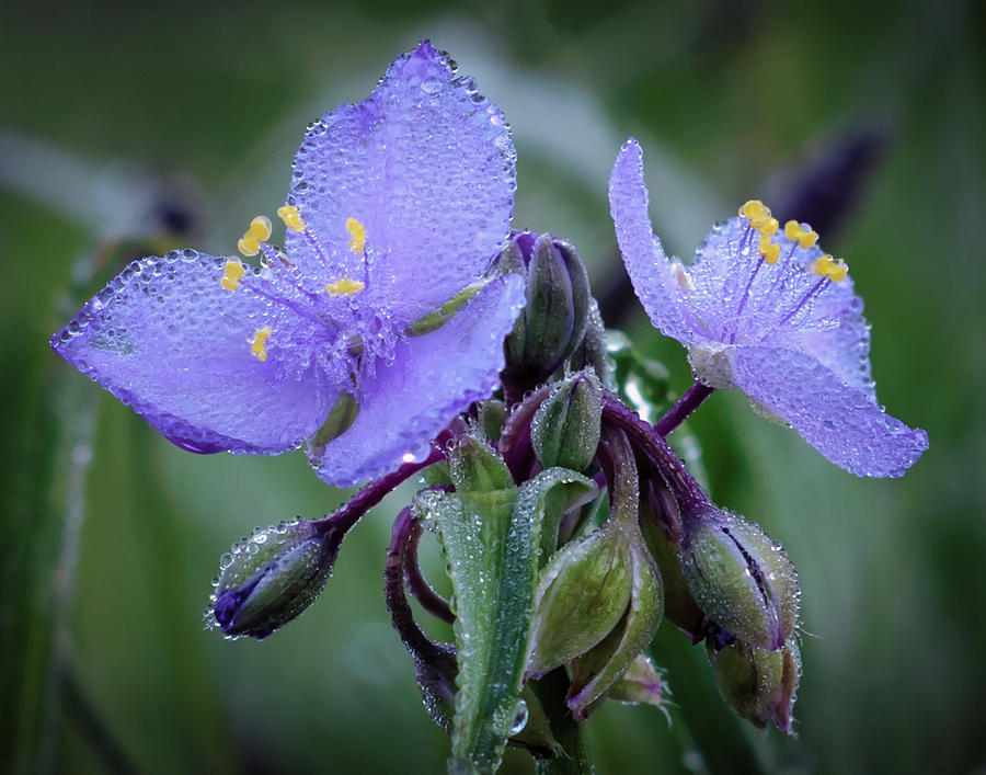 Spiderwort Photograph by James Barber