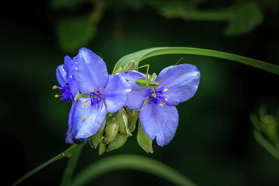 Spiderwort with Bug Photograph by Doug Long