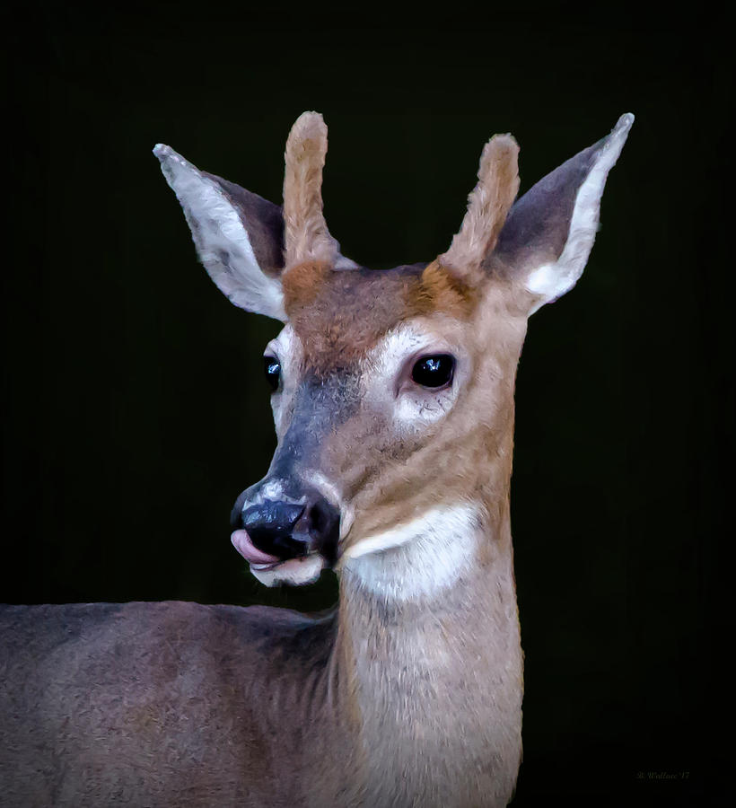 Spike Buck Portrait Photograph by Brian Wallace