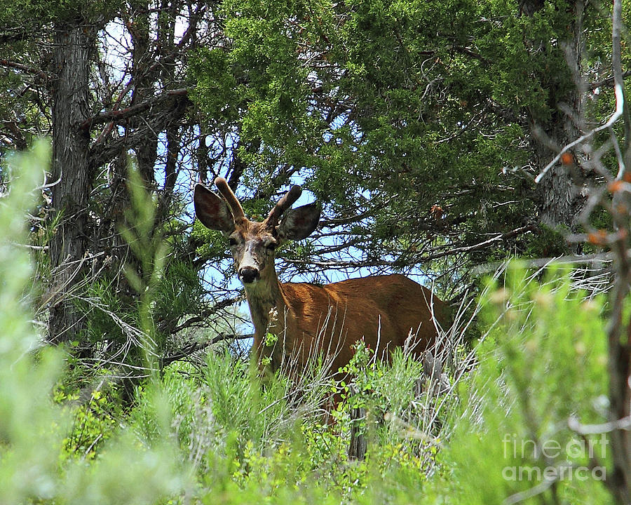 Spike Mule Deer in Price Canyon Utah Photograph by Malcolm Howard