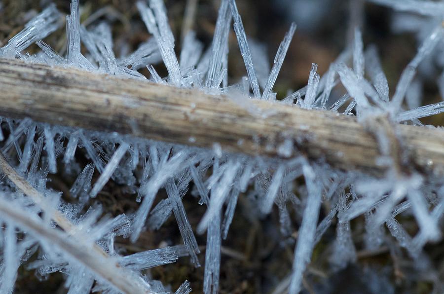 Spiked And Frosted Photograph by Greg Hayhoe