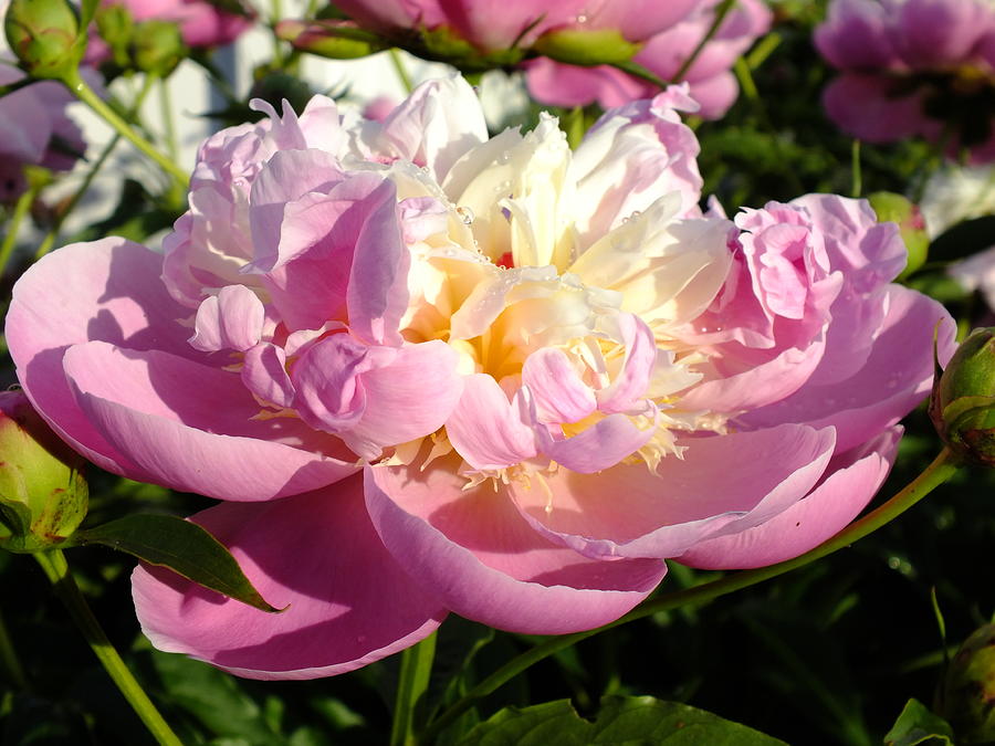 Sorbet Peony - Dew Drops Photograph By Cindy Treger