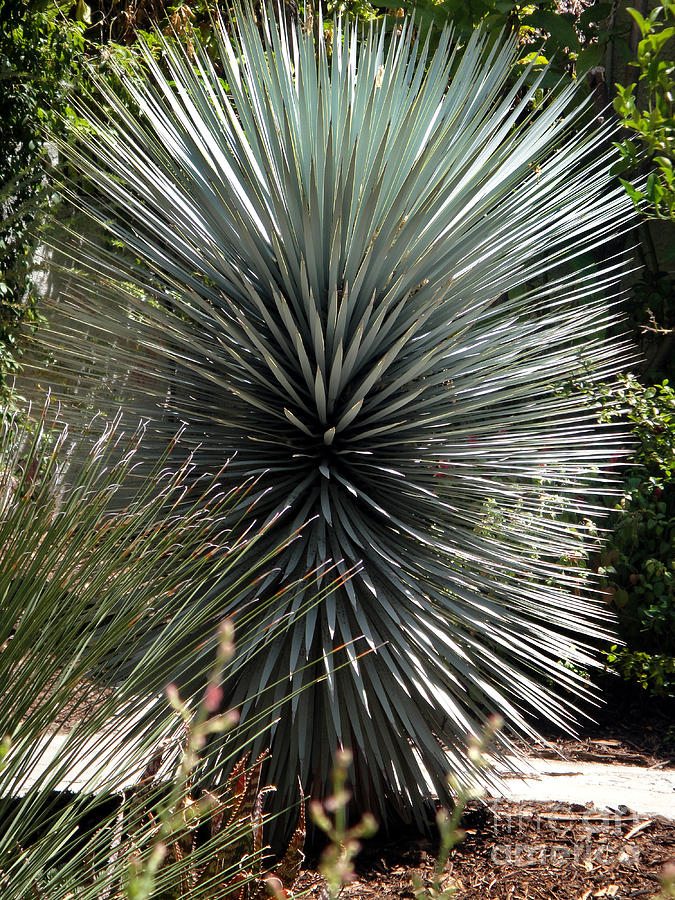 Spiked plant with super long pins Photograph by Sofia Goldberg - Fine ...