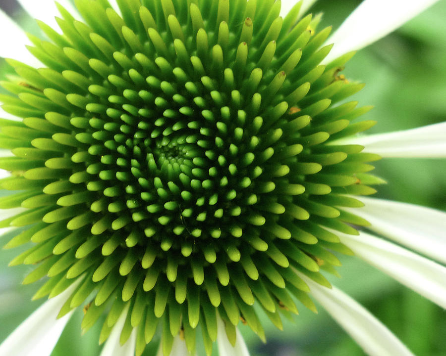 Spikes Photograph by Jenny Gembala - Fine Art America