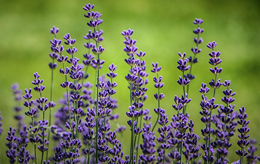 Spikes of Lavender Photograph by Robert Anastasi - Fine Art America