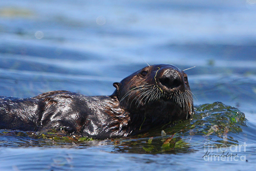 Otter Photograph - Spikey by Alison Salome