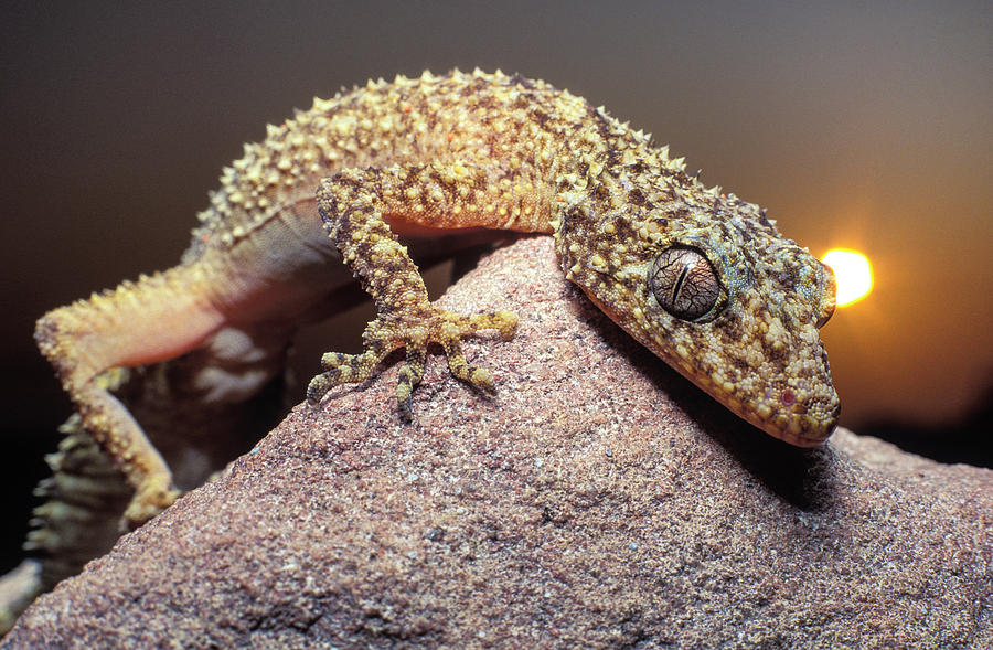 Spikey Australian Gecko Photograph by Sean Davey