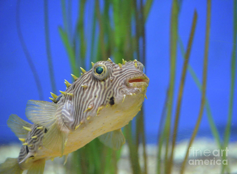 Spikey Spines on a Striped Burrfish Up Close Photograph by DejaVu ...