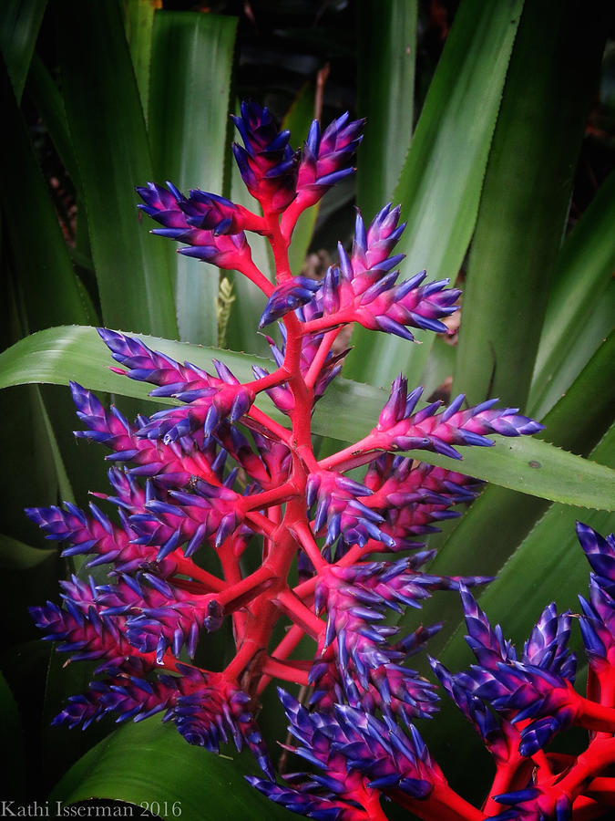 Flower Photograph - Spiky Blooms by Kathi Isserman