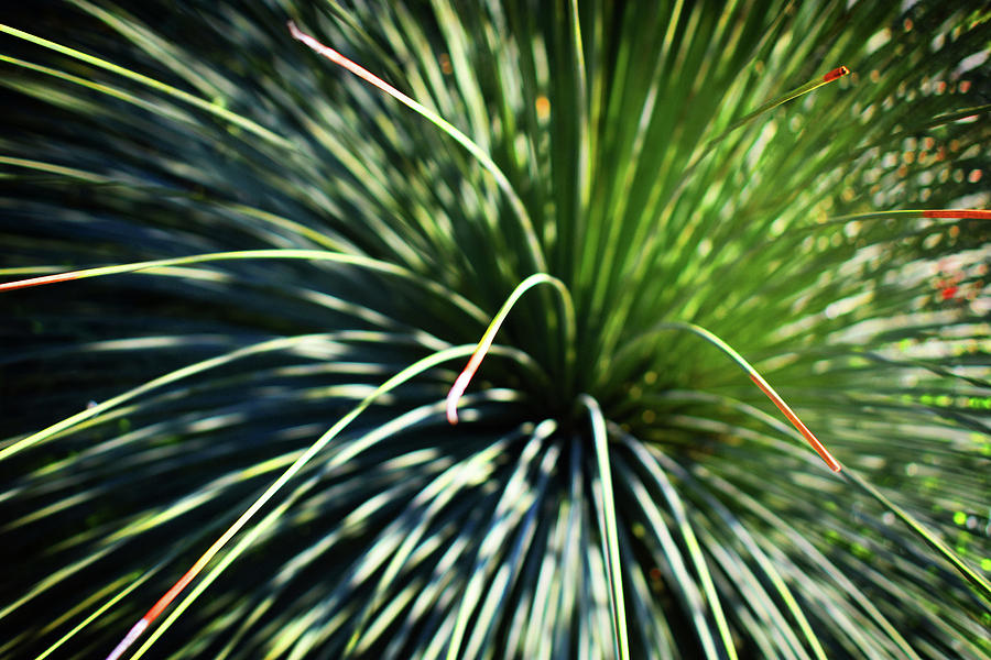 Spiky Bush Reaching Out Photograph by John Roberts - Fine Art America