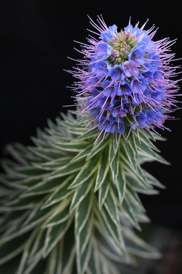 Spiky Echium  Photograph by Tammy Pool