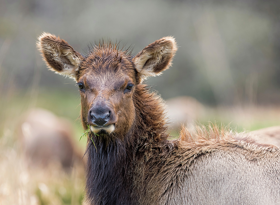 Spiky Elk Photograph by Loree Johnson
