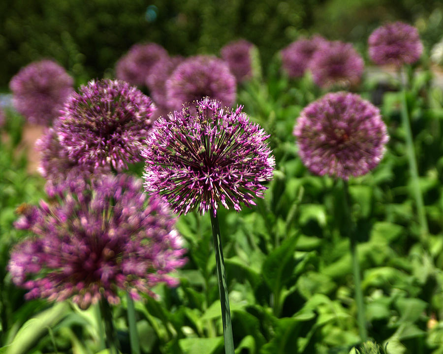 Spiky Flower Balls by Don Keisling Spiky Flower Balls by Don Keisling