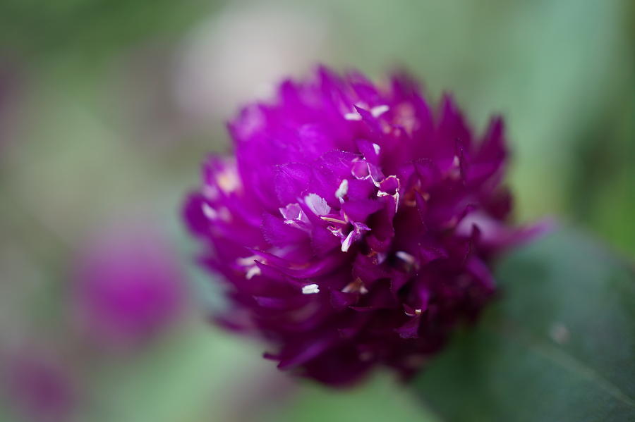 Spiky Flower Photograph by Faashie Sha