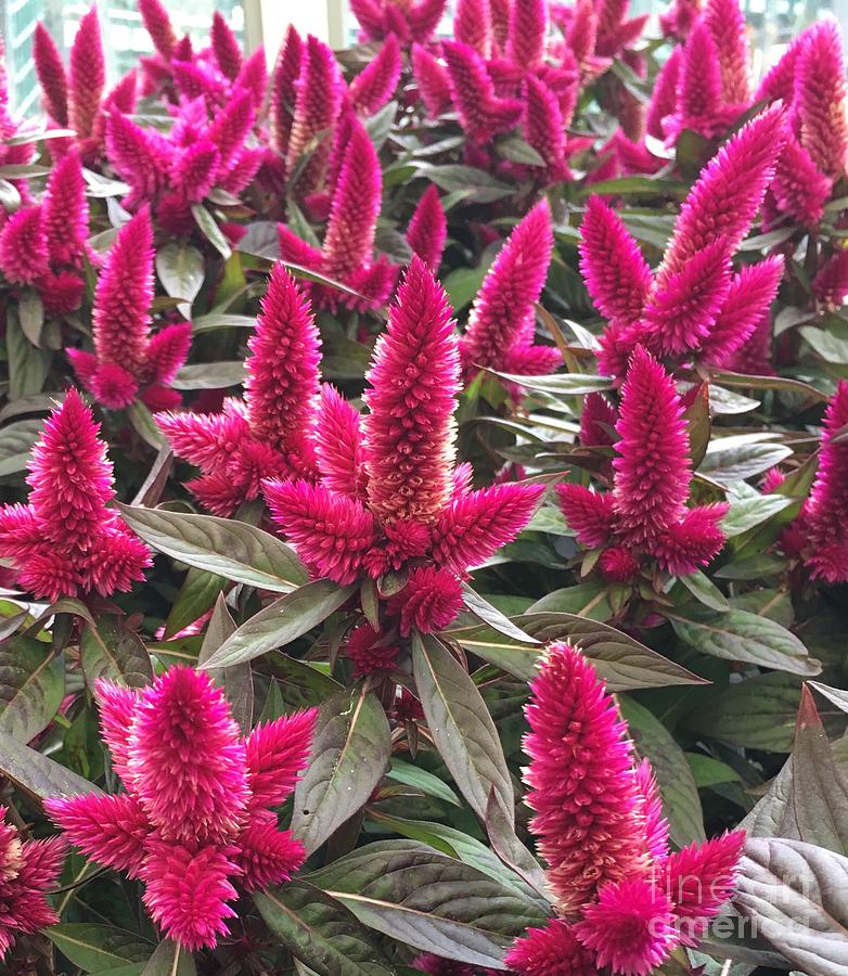 Spiky Magenta Celosia Flowers Photograph by CAC Graphics