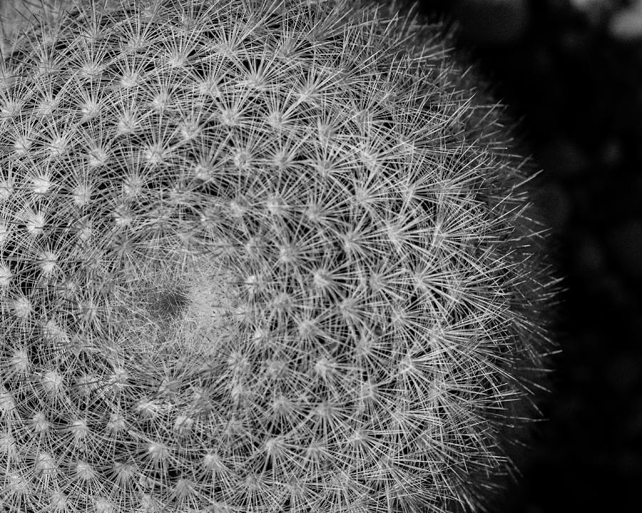 Spiky Moon Photograph by Ronda Broatch