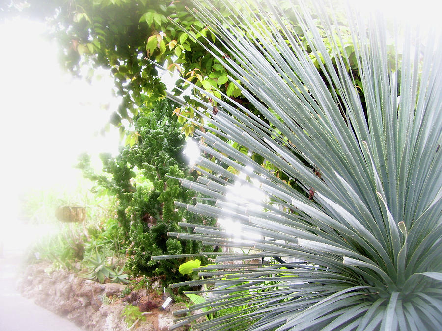 Spiky Plant Photograph by Melinda Dare Benfield