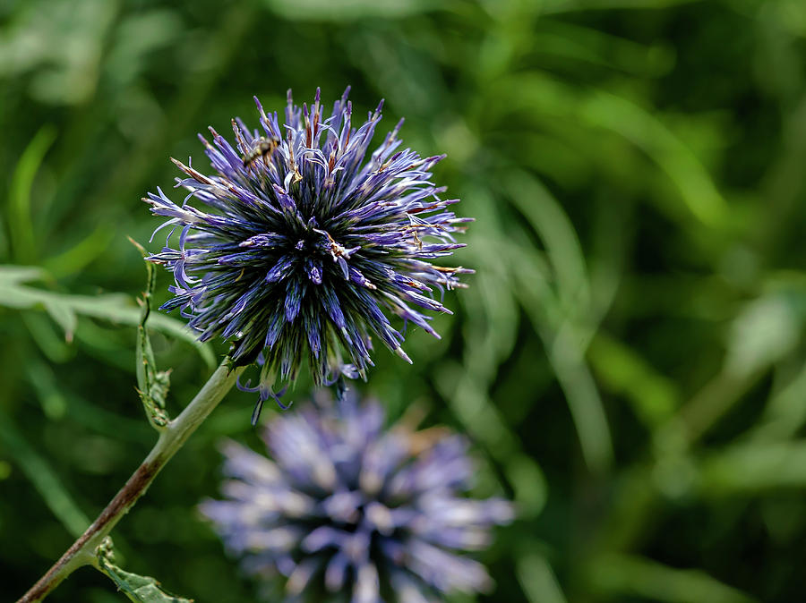 Spiky Purple Flower Photograph by Robert Ullmann