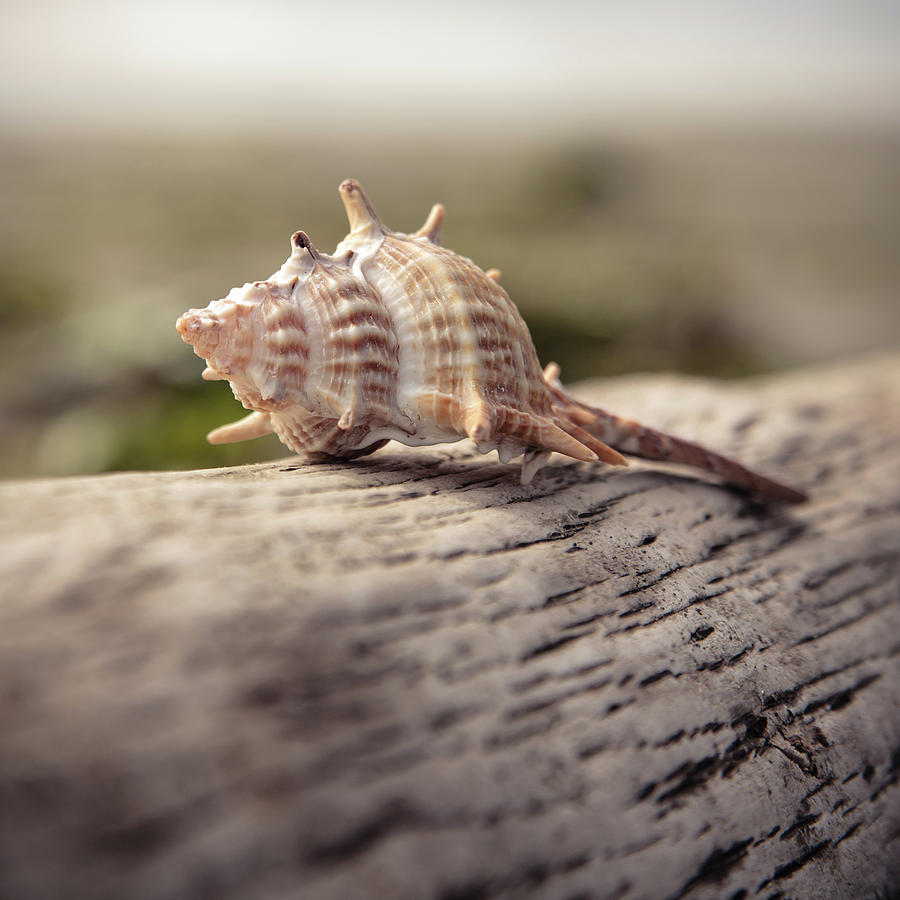 Spiky Seashell Photograph by Lucid Mood