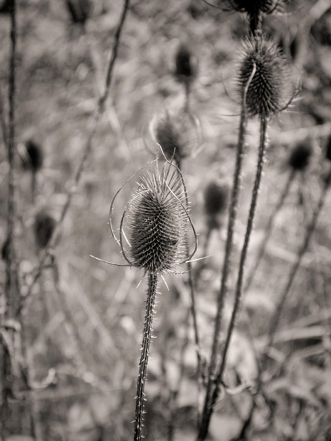 Spiky Seed Pod Photograph by Sanda Kateley