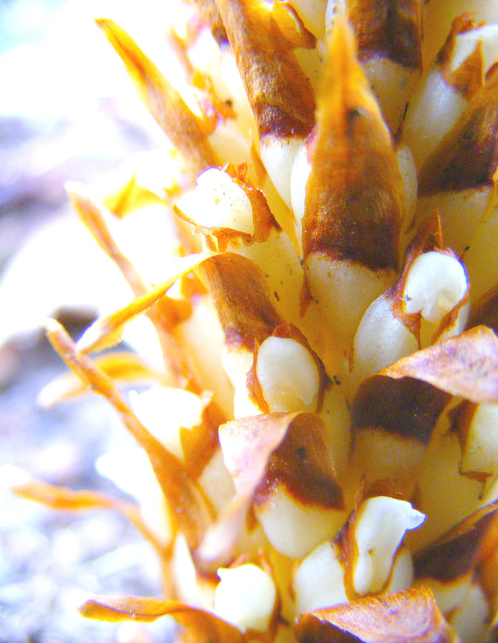 Nature Photograph - Spiky by Zen WildKitty