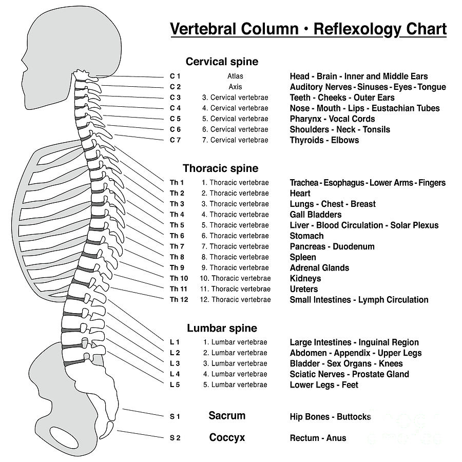 Spine Column Reflexology Chart Vertebral Column With Names And Numbers ...