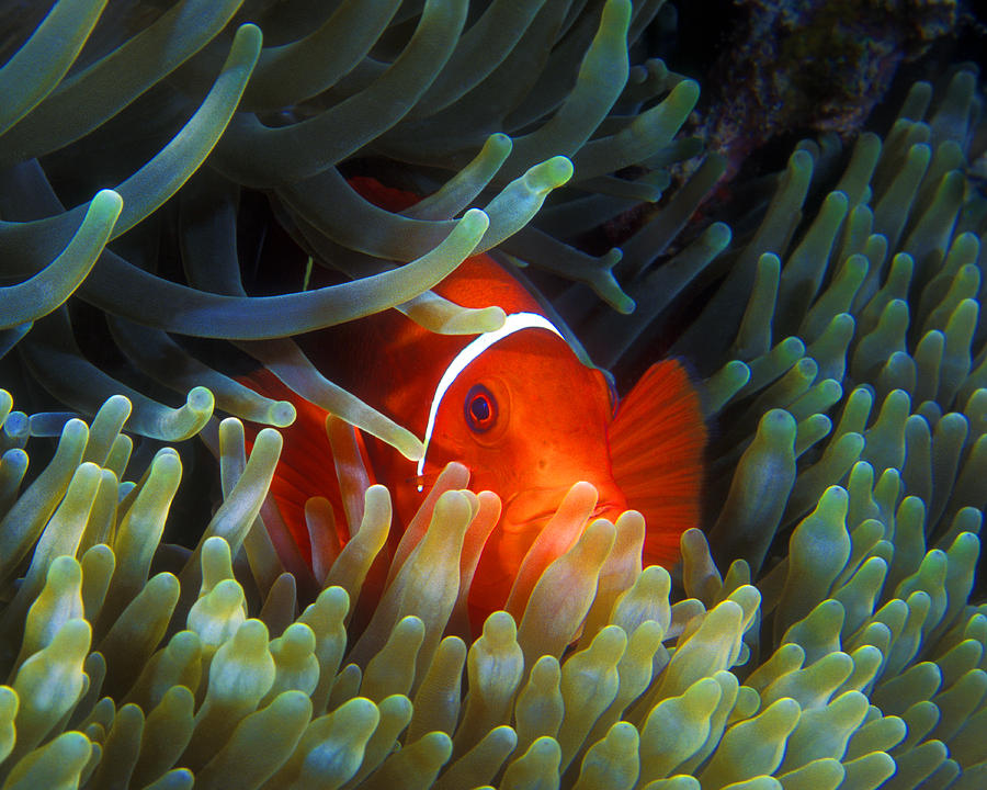 Spinecheek Anemonefish, Great Barrier Reef Photograph by Pauline Walsh Jacobson