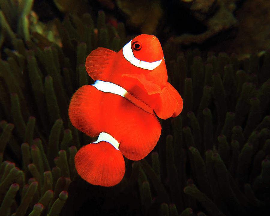 Spinecheek Anemonefish, Indonesia 1 Photograph by Pauline Walsh Jacobson