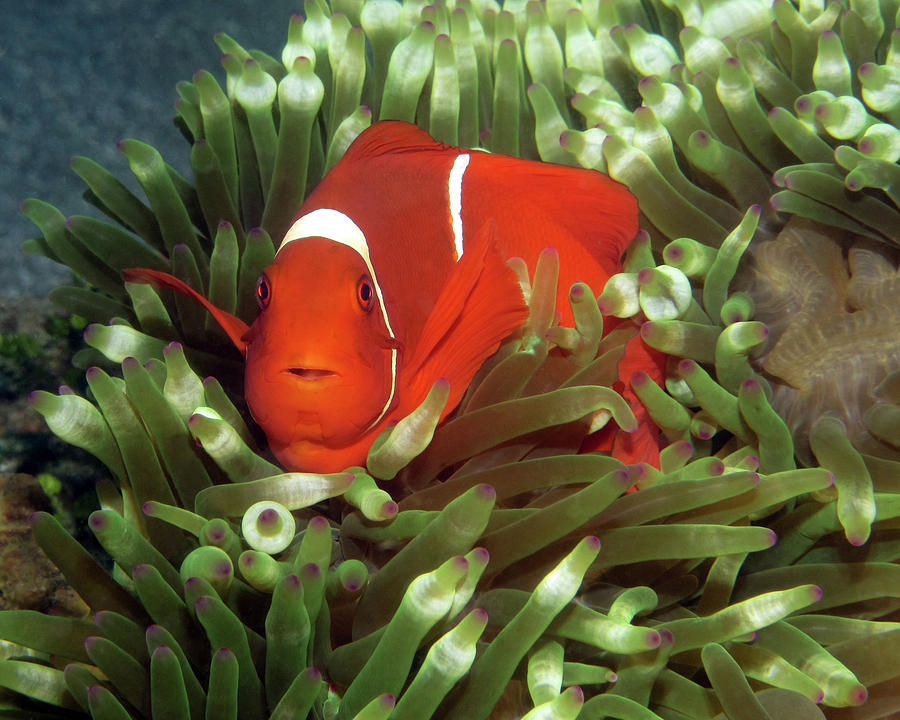 Spinecheek Anemonefish, Indonesia 2 Photograph by Pauline Walsh Jacobson