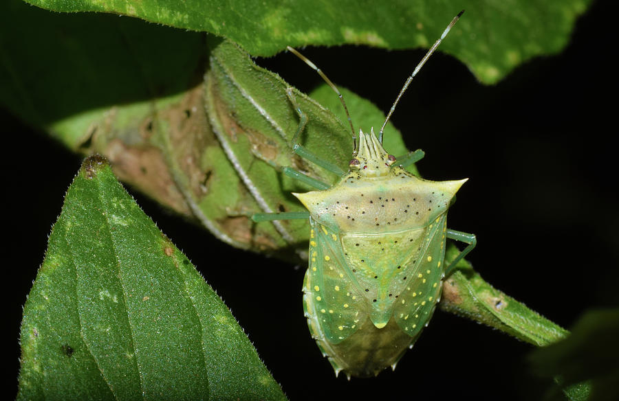 Spined Green Stink Bug Photograph by Larah McElroy