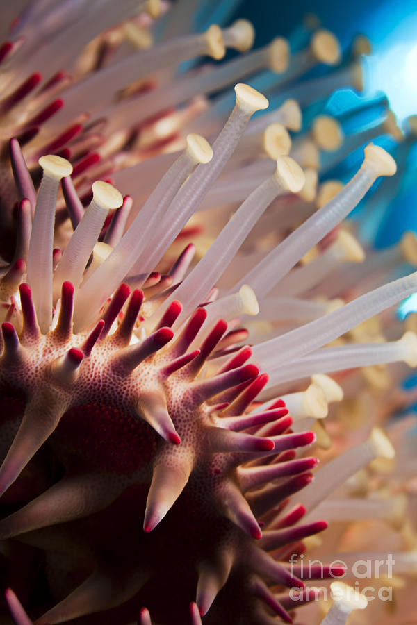 Spines of a Crown of Thorns Starfish Photograph by Dave Fleetham - Printscapes