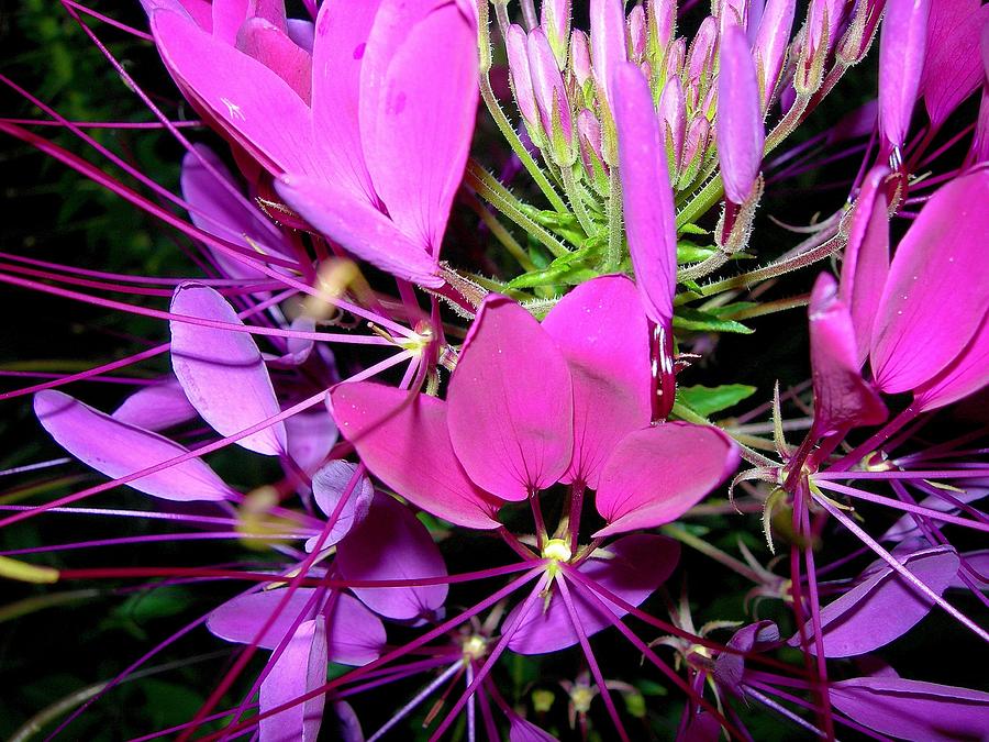 Spines of PInk Photograph by Randy Rosenberger
