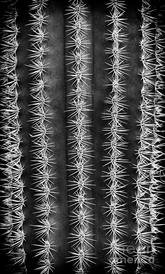 Spines Photograph by Tim Gainey