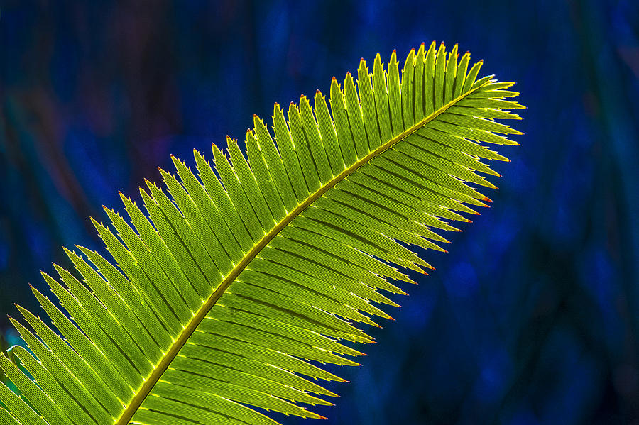 Spiney Palm Photograph By William Lax - Fine Art America