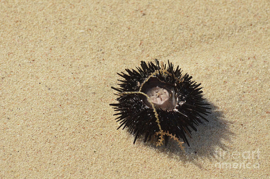 Spiney Sea Urchin Washed Ashore in Aruba Photograph by DejaVu Designs