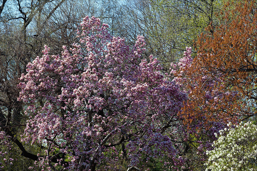 Sping 2011 Blossoming Trees Photograph by Robert Ullmann