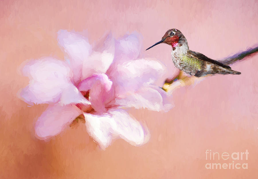 Magnolia Movie Photograph - Sping Hummer by Darren Fisher
