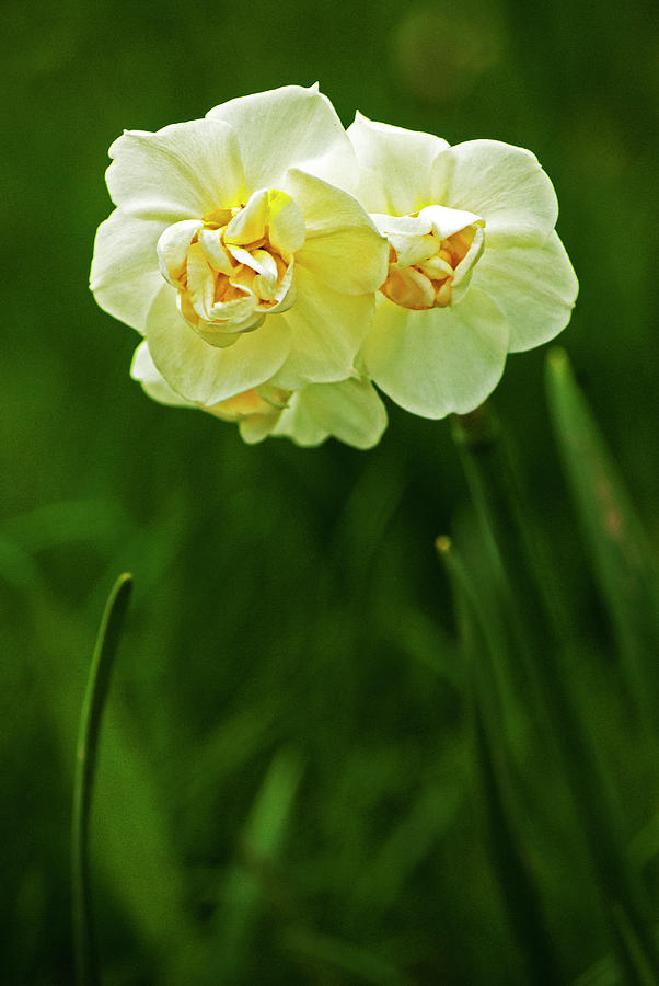 Spingtime Daffodils Photograph by Elsa Santoro