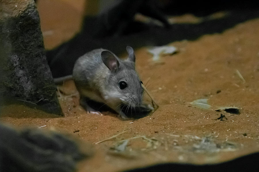 Spinifex Hopping Mice Photograph by Miroslava Jurcik