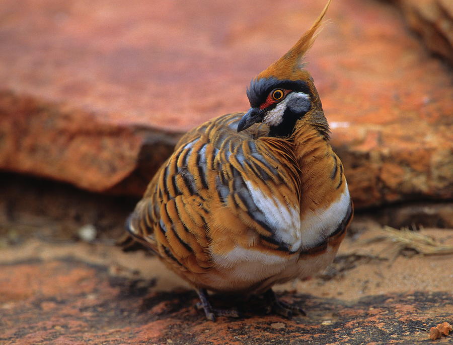 Pigeon Photograph - Spinifex Pigeon by Bruce J Robinson