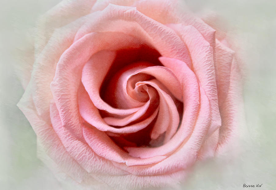 Spinning Coral Rose Photograph by Bonnie Willis