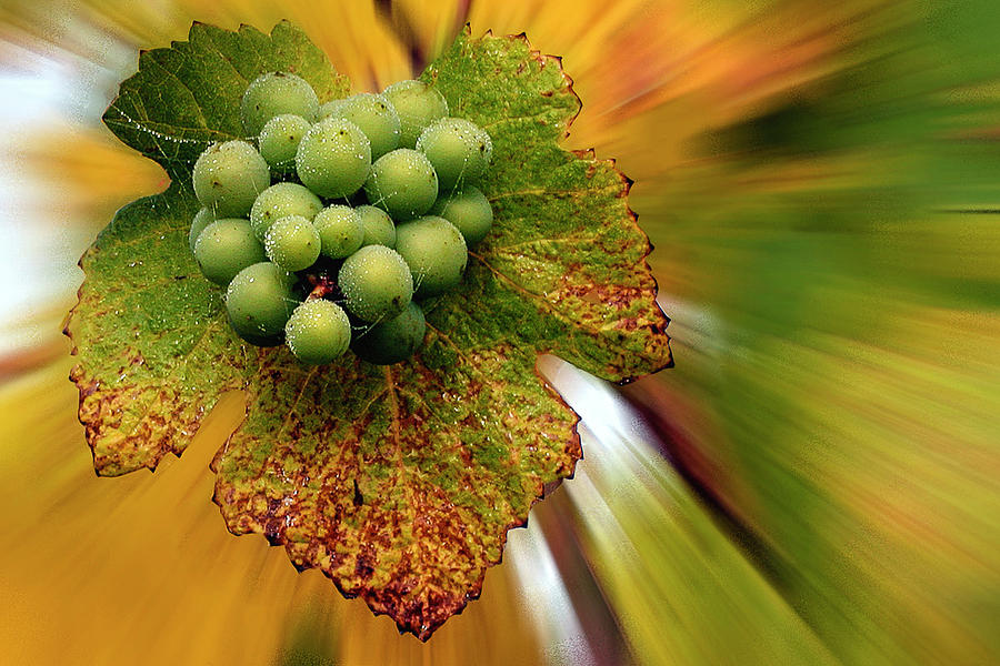 Spinning Grapes Photograph by Jean Noren