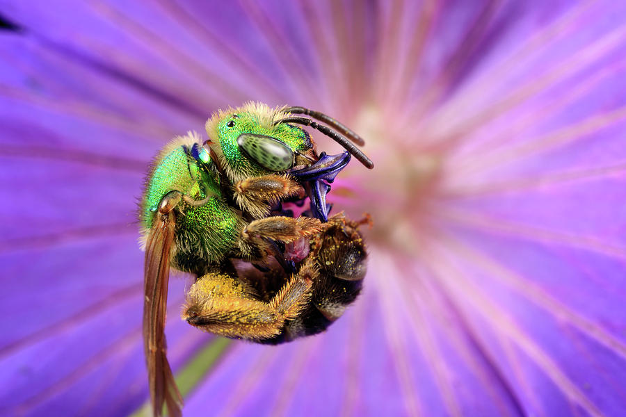 Spinning Sweat Bee Photograph by Brian Hale