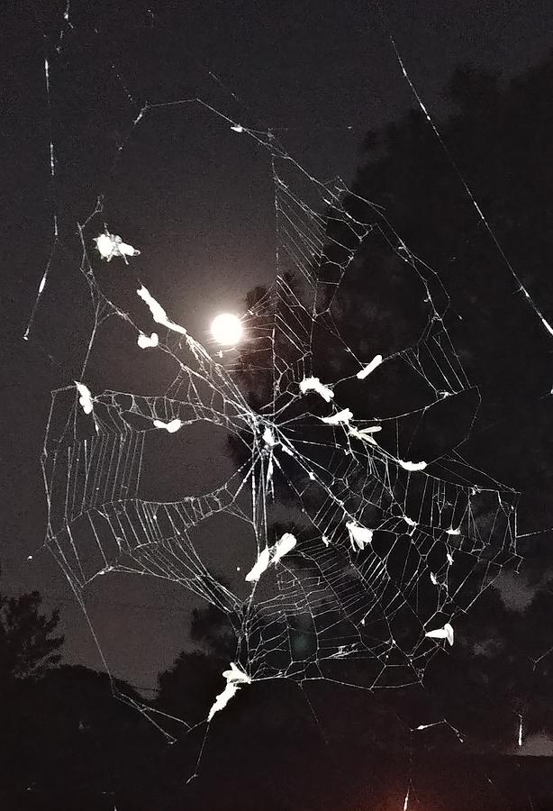 Spiny-backed orb weaver spider Web under a Full Moon Photograph by Deborah Lacoste