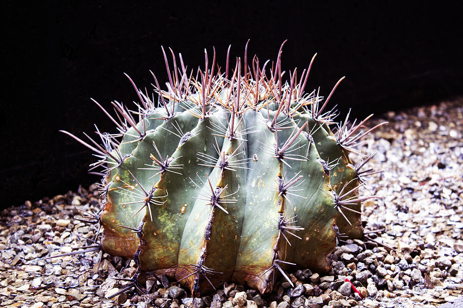 Spiny Cactus Photograph by Edward Hawkins II