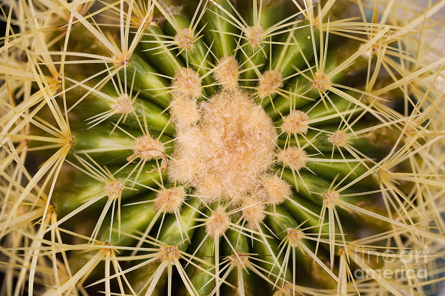 Spiny Cactus Needles Photograph by Tomas del Amo - Printscapes